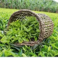 استخدام نیروی آقا در کارخانه چای