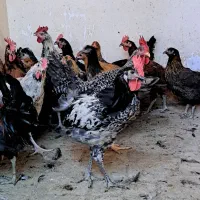 جوجه خروس و جوجه مرغ محلی  باری دمتخم در شیراز|حیوانات مزرعه|شیراز, ده پیاله|دیوار