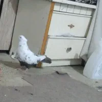 ماده دم قهوه‌ای درجه یگ