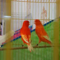 قناری|پرنده|بندر ماهشهر, |دیوار