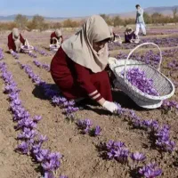 استخدام نیروجهت بسته بندی|استخدام صنعتی، فنی، مهندسی|ساری, |دیوار