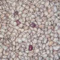 فروش لوبیا چیتی و قرمز|عمدهفروشی|مرودشت, رودبال|دیوار