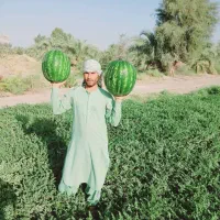 بذر هندوانه گرد صادراتی پترا|خدمات باغبانی و درختکاری|شیراز, بازار|دیوار