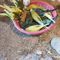 مرغ عشق تعداد بالا