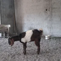 بز پاکستانی نر|حیوانات مزرعه|نوشهر, |دیوار