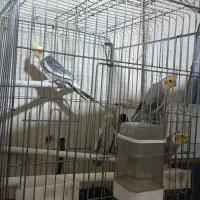 عروس هلندی|پرنده|فردوسیه, |دیوار