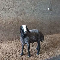 بره اصیل آینده دار