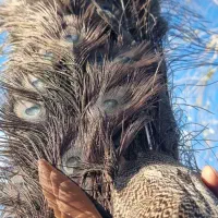 طاووس|پرنده|تهران, شهرک انصار|دیوار