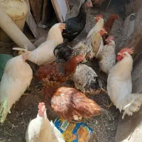 فروش مرغ و خروس