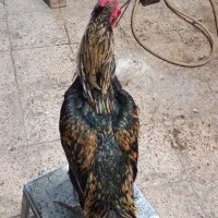 خروس دو رگ|حیوانات مزرعه|رودان, |دیوار