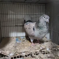 سرور دمسفید|پرنده|شاهرود, |دیوار