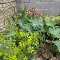 گلفروش سیارانواع گل آپارتمانی