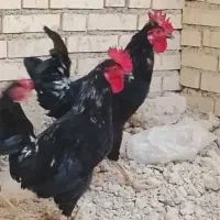 خروس