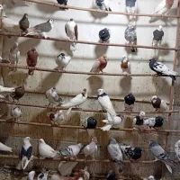 کفتر|پرنده|قم, کلهری|دیوار