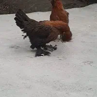 مرغ و خروس سلطان|حیوانات مزرعه|احمدآبادمستوفی, |دیوار