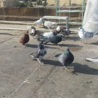 فروش کبوتر تهرانی ساعت بالا