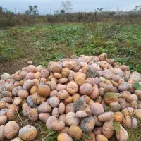 کدو انجیری|خوردنی و آشامیدنی|ضیابر, |دیوار