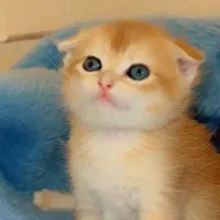 پسر گلدny12عسلی طلایی زعفرانی چشم درشت