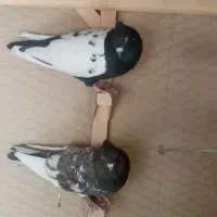 ماده رنگی|پرنده|شیراز, فرهنگ شهر|دیوار