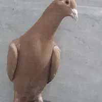 پرند زرد پلاکی