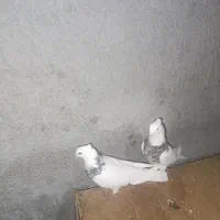 یک جفت کبوتر طوقی اصل تمیز اماده تخم گذاری