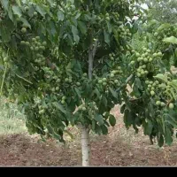 نهالستان بادام و گردو دیر گل در نهالستان زرینه|خدمات باغبانی و درختکاری|میانه, |دیوار