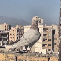 کفتر سار کله هما