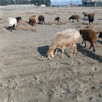 میش|حیوانات مزرعه|مشهد, کلاته برفی|دیوار