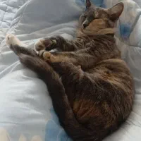 واگذاری گربه رایگان|گربه|شیراز, حجت آباد|دیوار