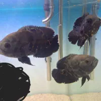 ماهی اُسکار