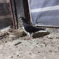 کبوتر سار . ساده غورگی