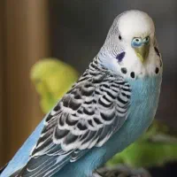 مرغ عشق