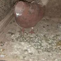 کفتر یا کبوتر|پرنده|ماهدشت, |دیوار