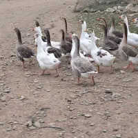 غاز|حیوانات مزرعه|پارسآباد, |دیوار