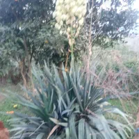 گل یوگا فروشی|گل و گیاه طبیعی|املش, |دیوار