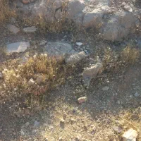 زمین-فروشی