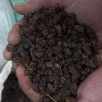 کشمش گله آفتابی(درگز و کاشمر)