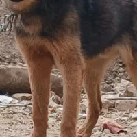 سگ قدریجونی و ژرمن|سگ|مرودشت, رودبال|دیوار