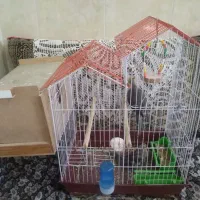 عروس هلندی جفت با جوجه