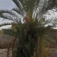 خدمات اره بنزینی و خرید چوب|خدمات باغبانی و درختکاری|بندر کنگان, |دیوار