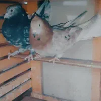 کبوتر پرشی کفتر|پرنده|اسلام‌شهر, شهرک احمدیه|دیوار