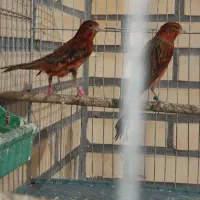 قناری سوخته جفت