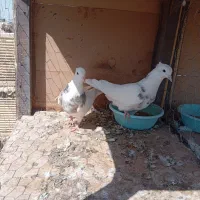 کبوتر|پرنده|فولادشهر, بوستان خلیج فارس|دیوار