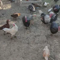 مرغ بوقلمون