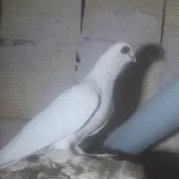 کبوتر قرمز گوز|پرنده|تبریز, |دیوار