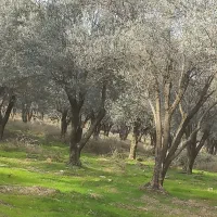 درخت  زیتون چوب از ریشه خریداریم