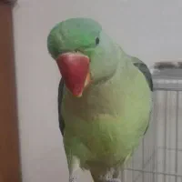 پرنده شاه طوطی گم شده
