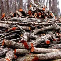 خریدارانواع چوب