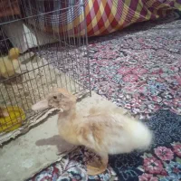 اردک 100 تومان