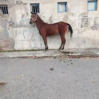 اسب|اسب و تجهیزات اسب‌سواری|شبستر, |دیوار